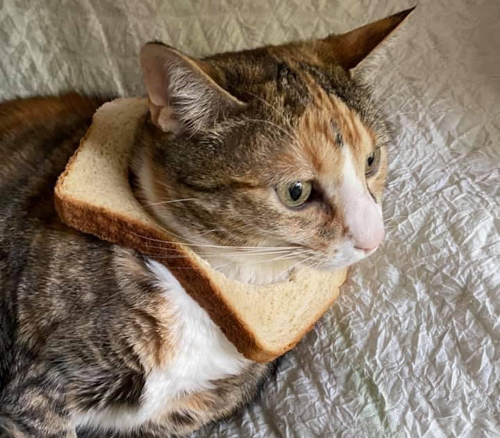 Inbred Cat